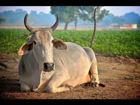 Indian cow.jpg